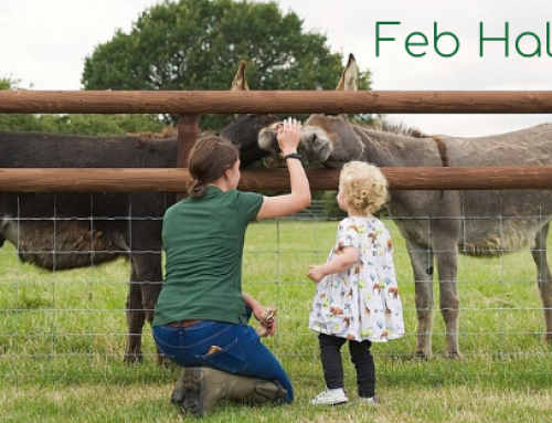 Feb Half Term 2020